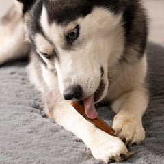 Pet Factory beefhide chip roll chicken flavor for longer chew