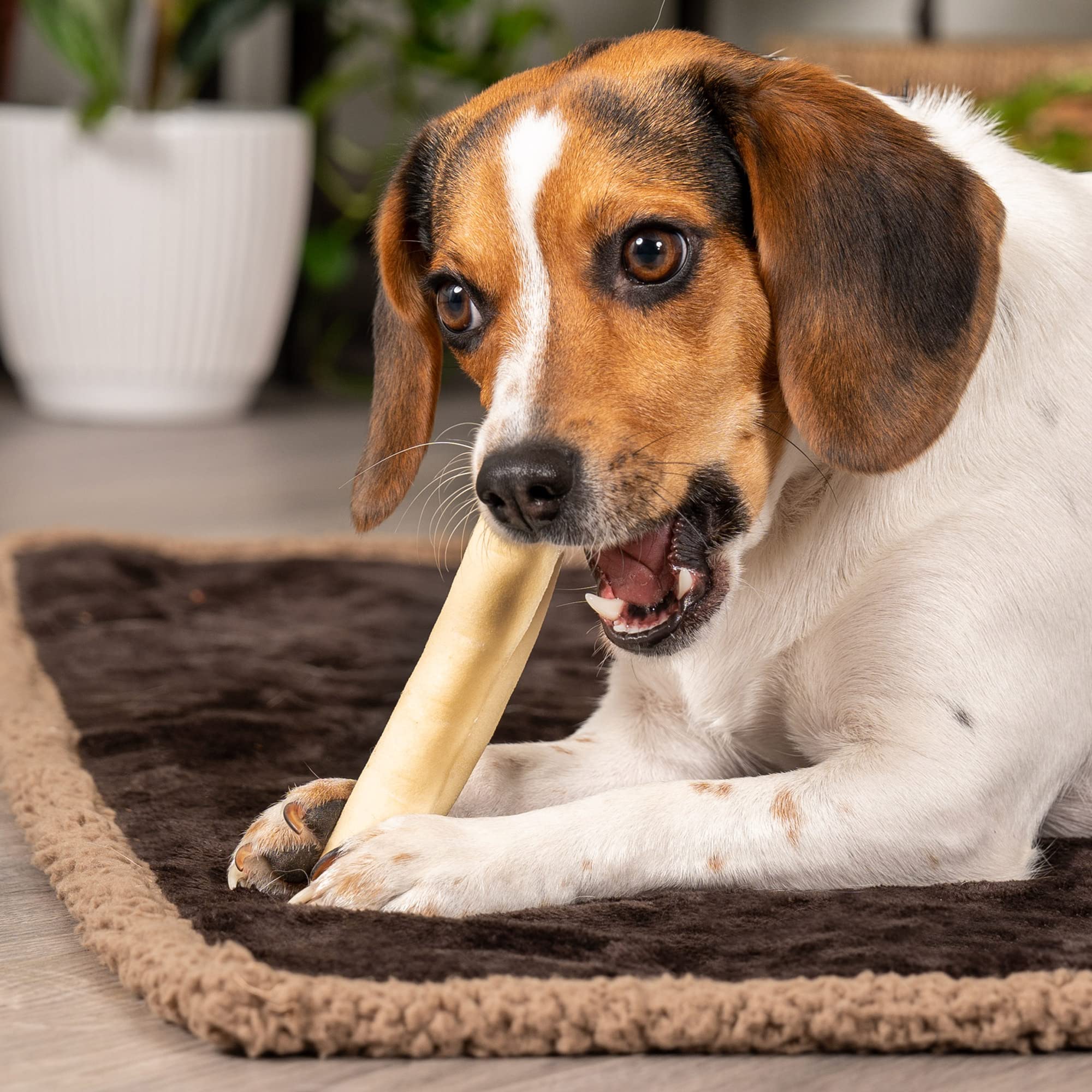 Pet Factory packaging closeup shows USA-made rawhide with natural, no-additive appeal