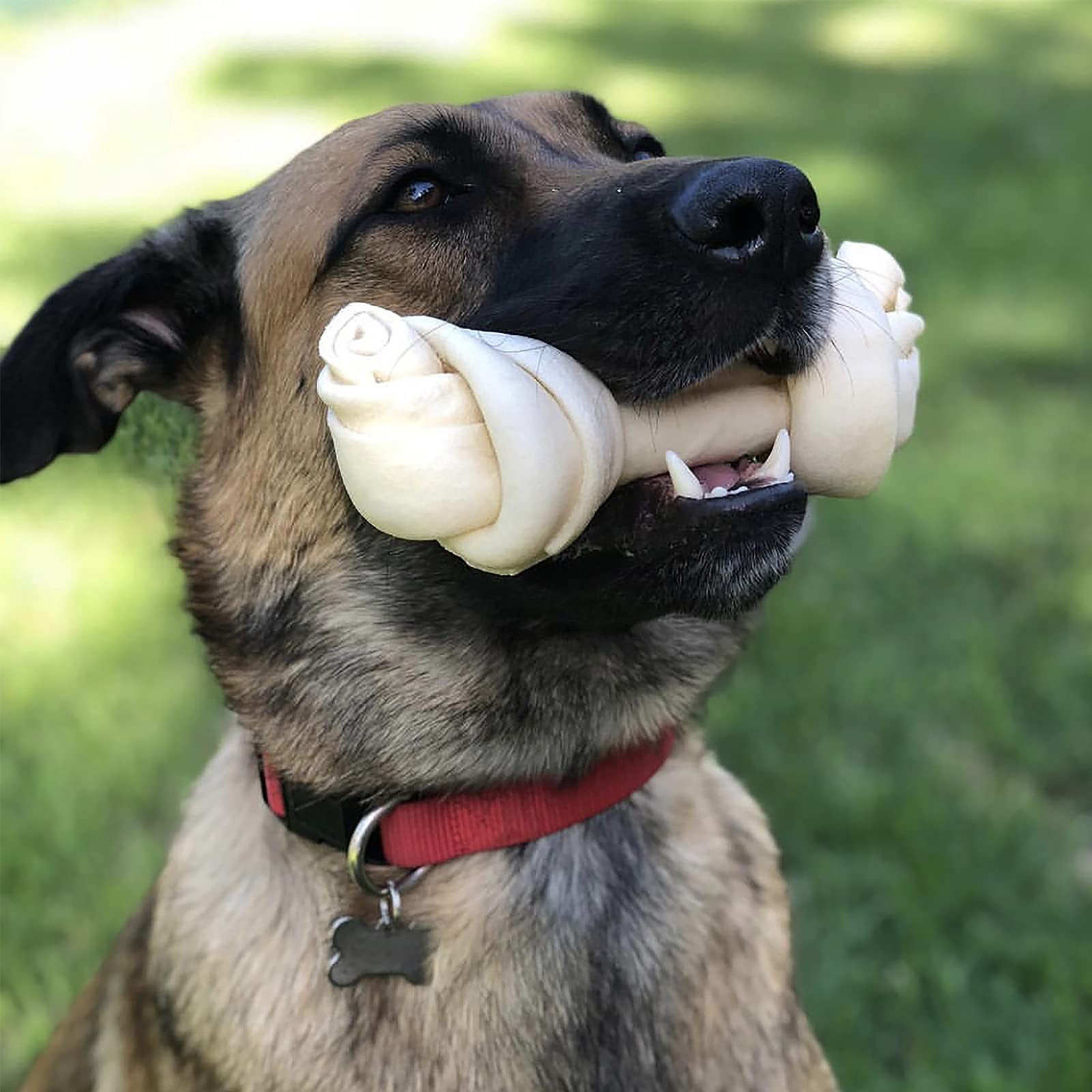 Knotted bone chew from Pet Factory aiding dental cleaning as dogs chew