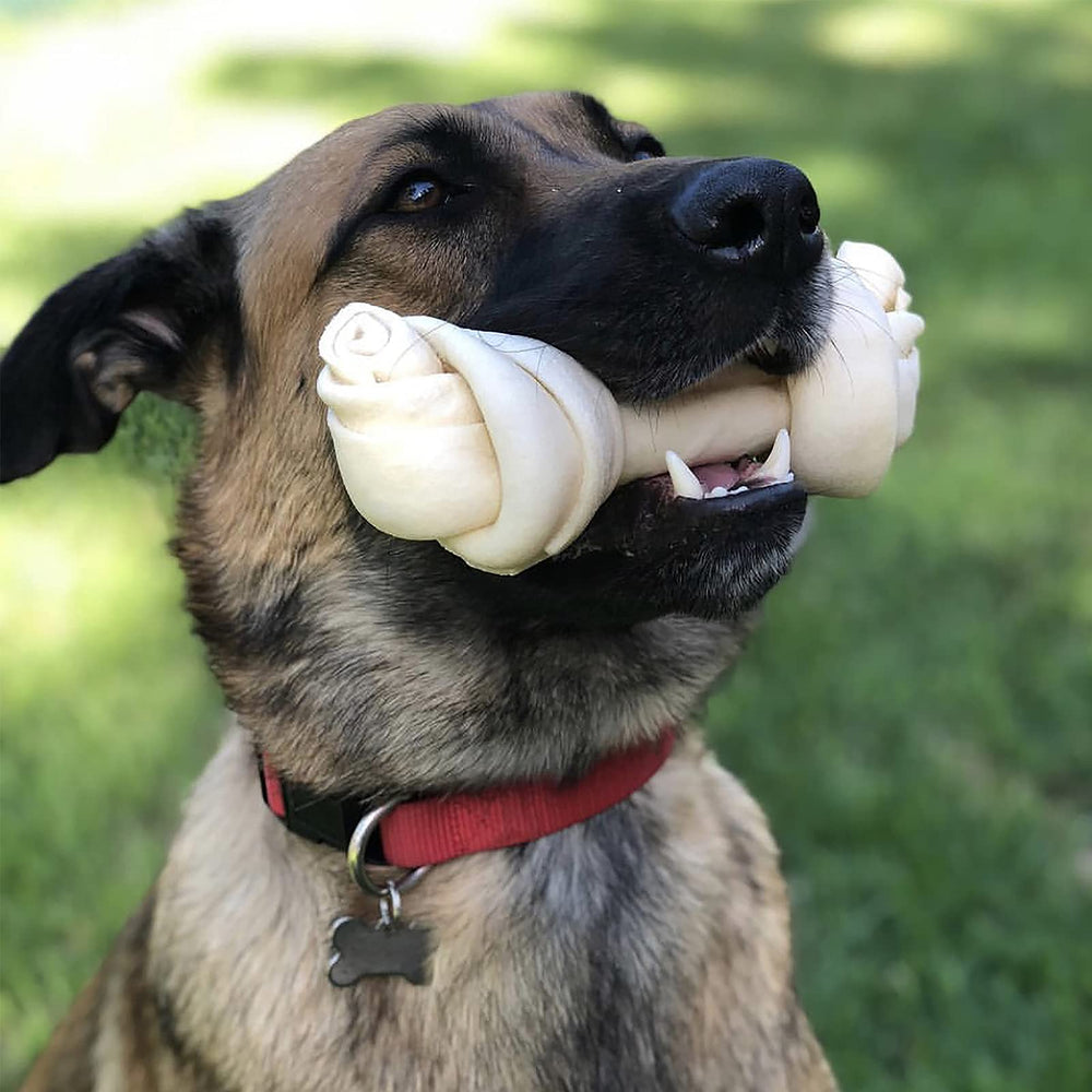 Knotted bone chew from Pet Factory aiding dental cleaning as dogs chew