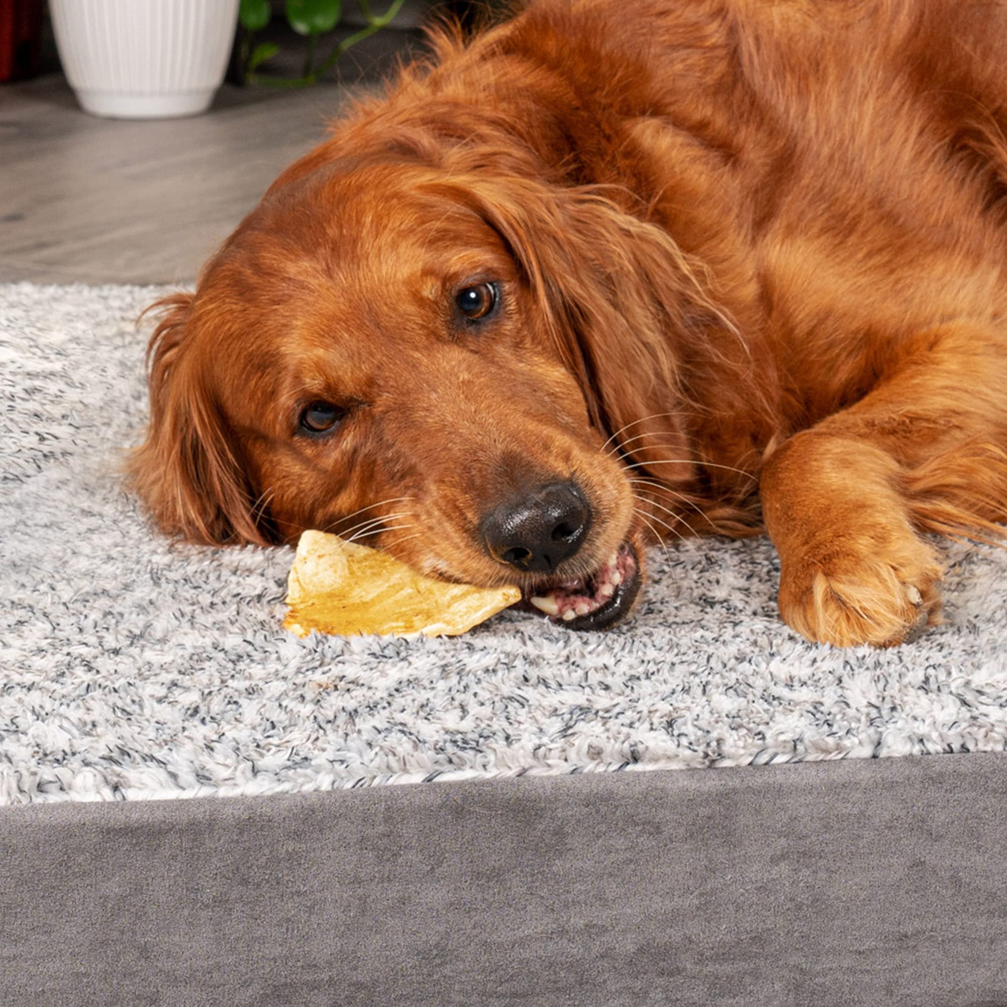 Pet Factory thick chew texture closeup — satisfying, long-lasting gnaw.