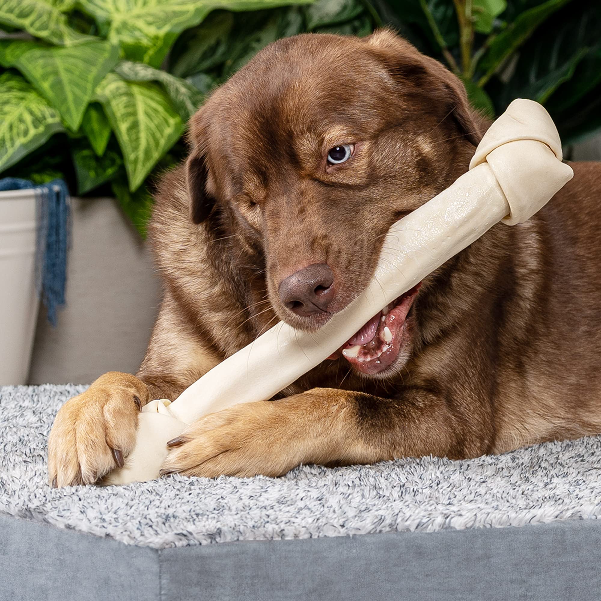 Pet Factory USA-made label on chew packaging emphasizing American-made quality.