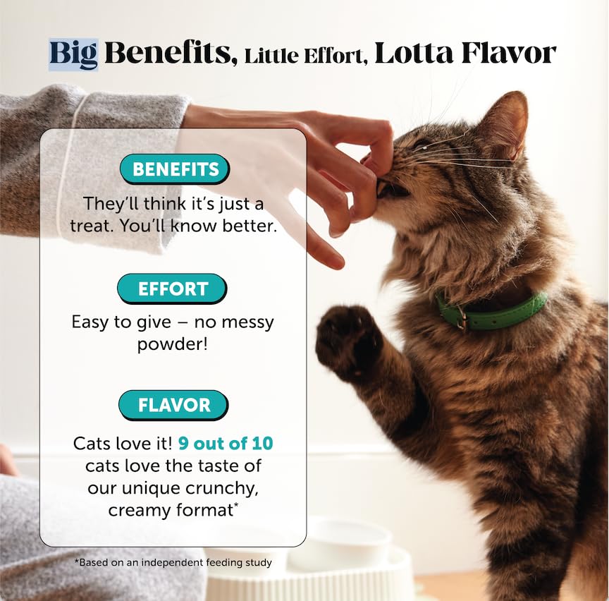 Pet Honesty Calming Chews cat in car during travel with calmer mood.