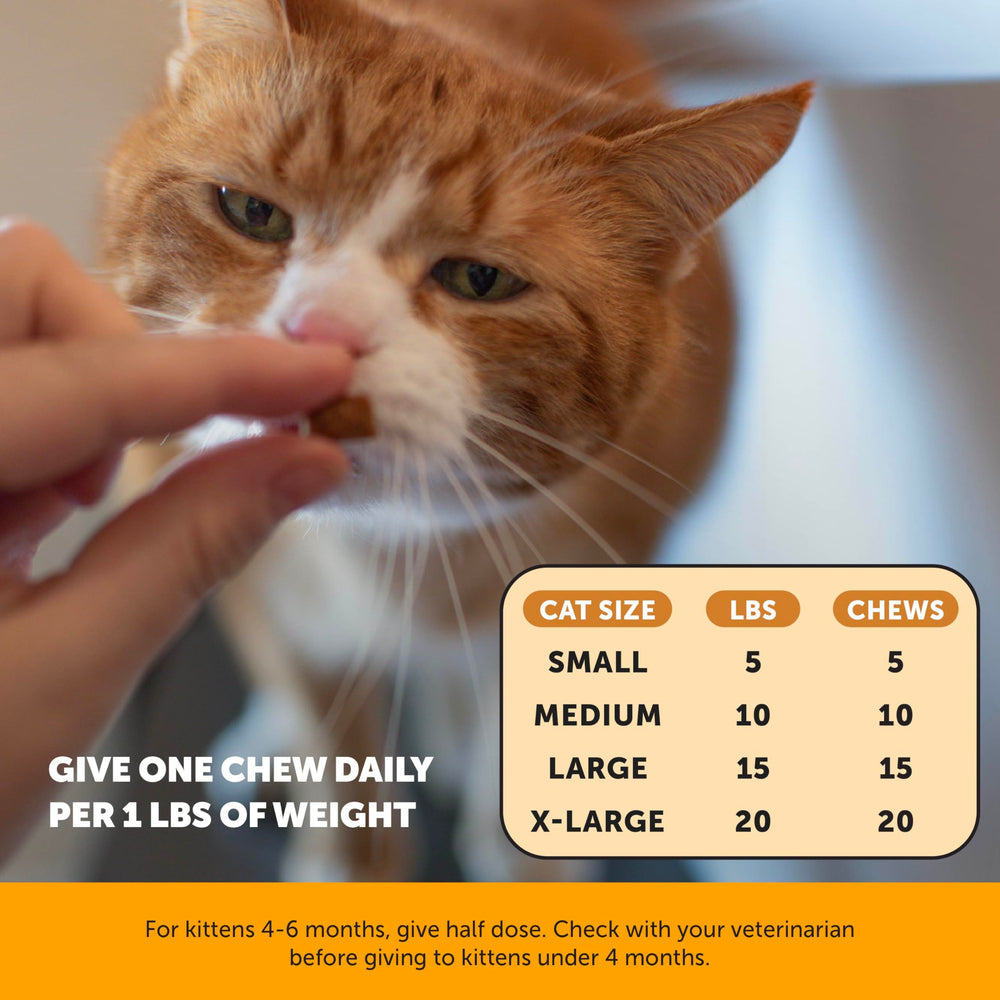 Pet Honesty Cat Immune Support Lysine daily-use treats fit into routines.