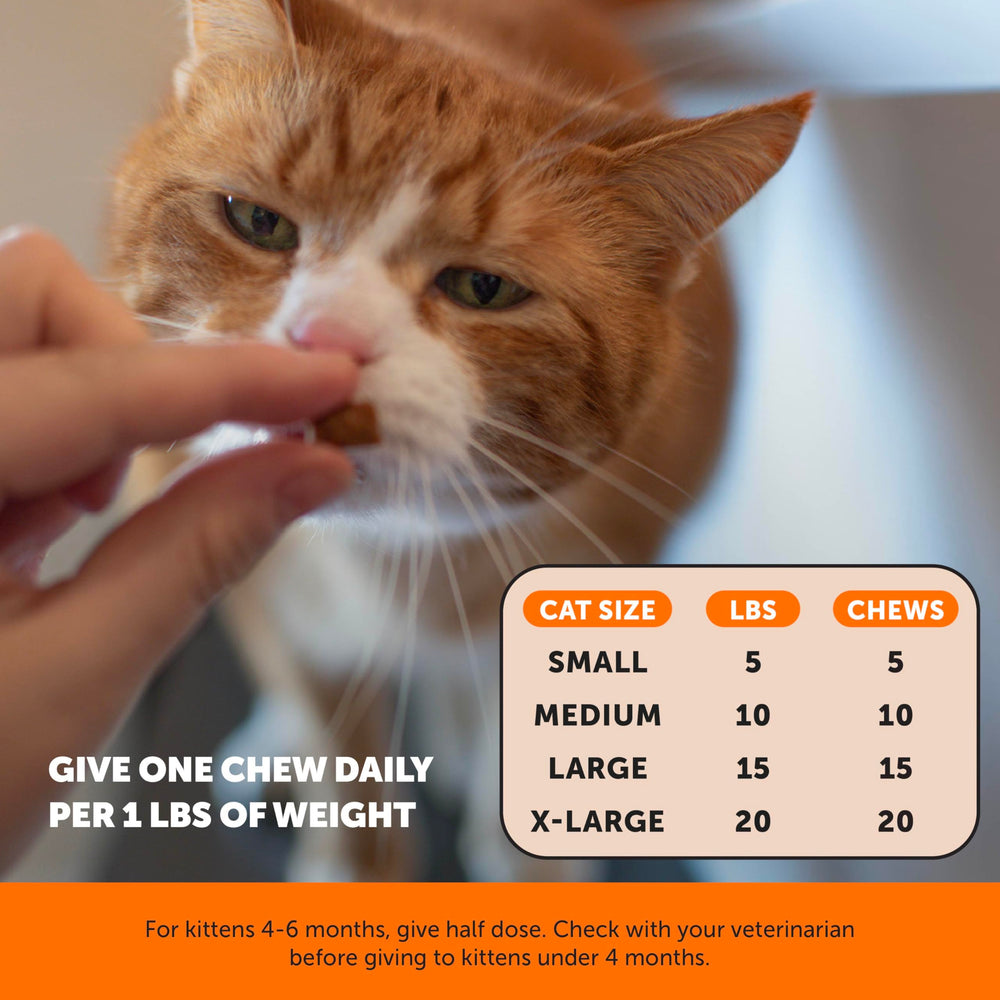 Cat leaping midair to illustrate mobility support from Pet Honesty chews.
