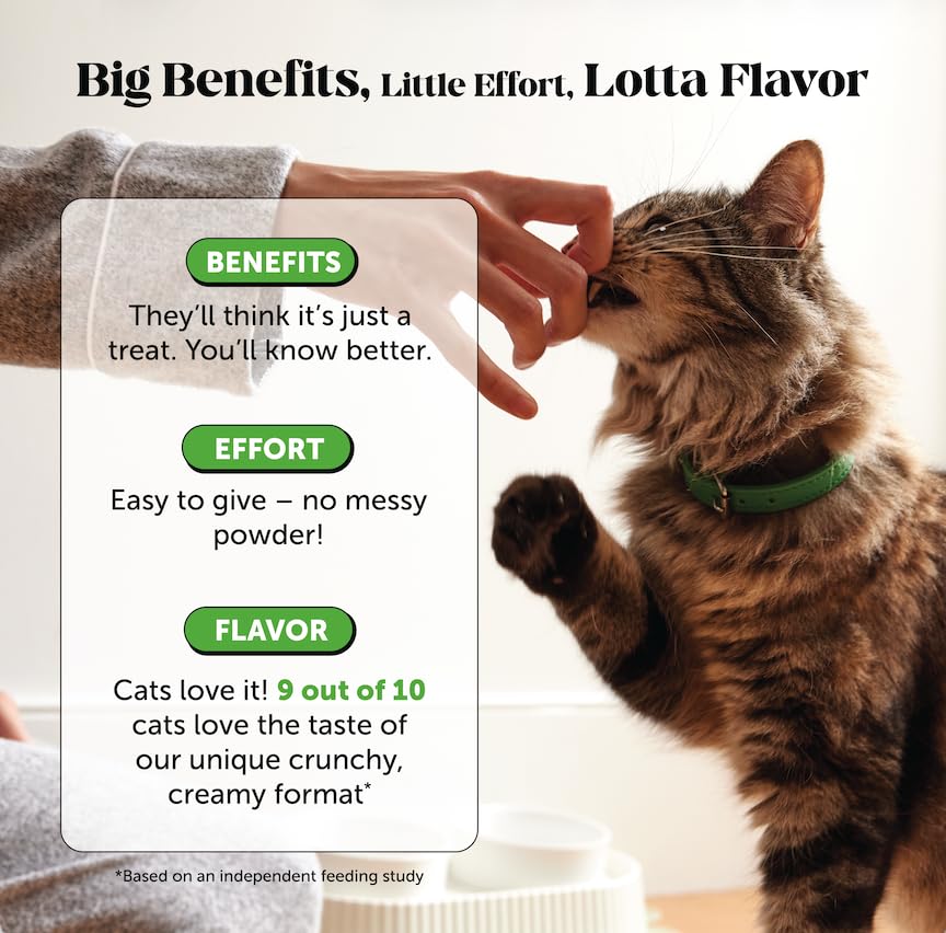 Pet Honesty cat probiotics chews with after-antibiotics usage illustration
