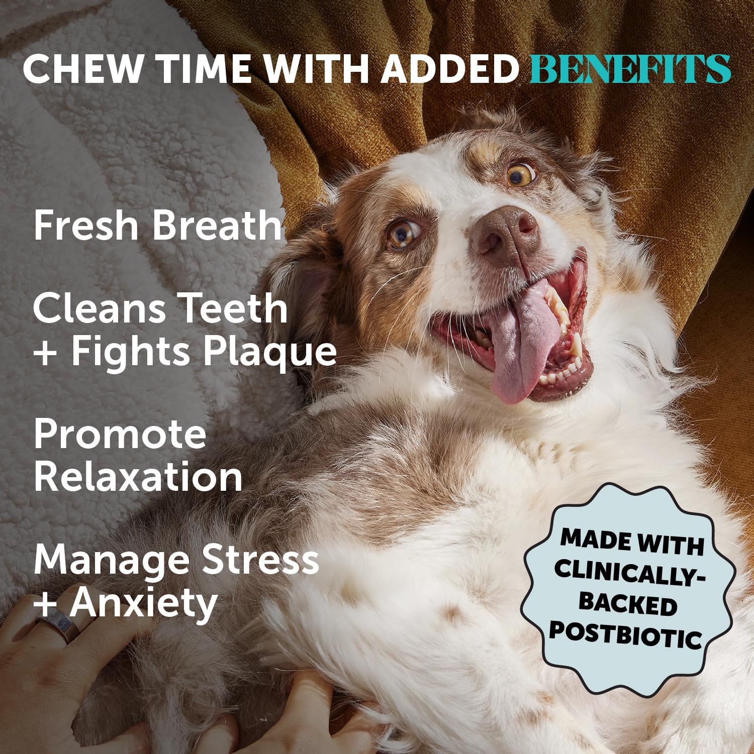 Pet Honesty dog chewing dental stick closeup with ridges aids dental cleaning and breath freshness.