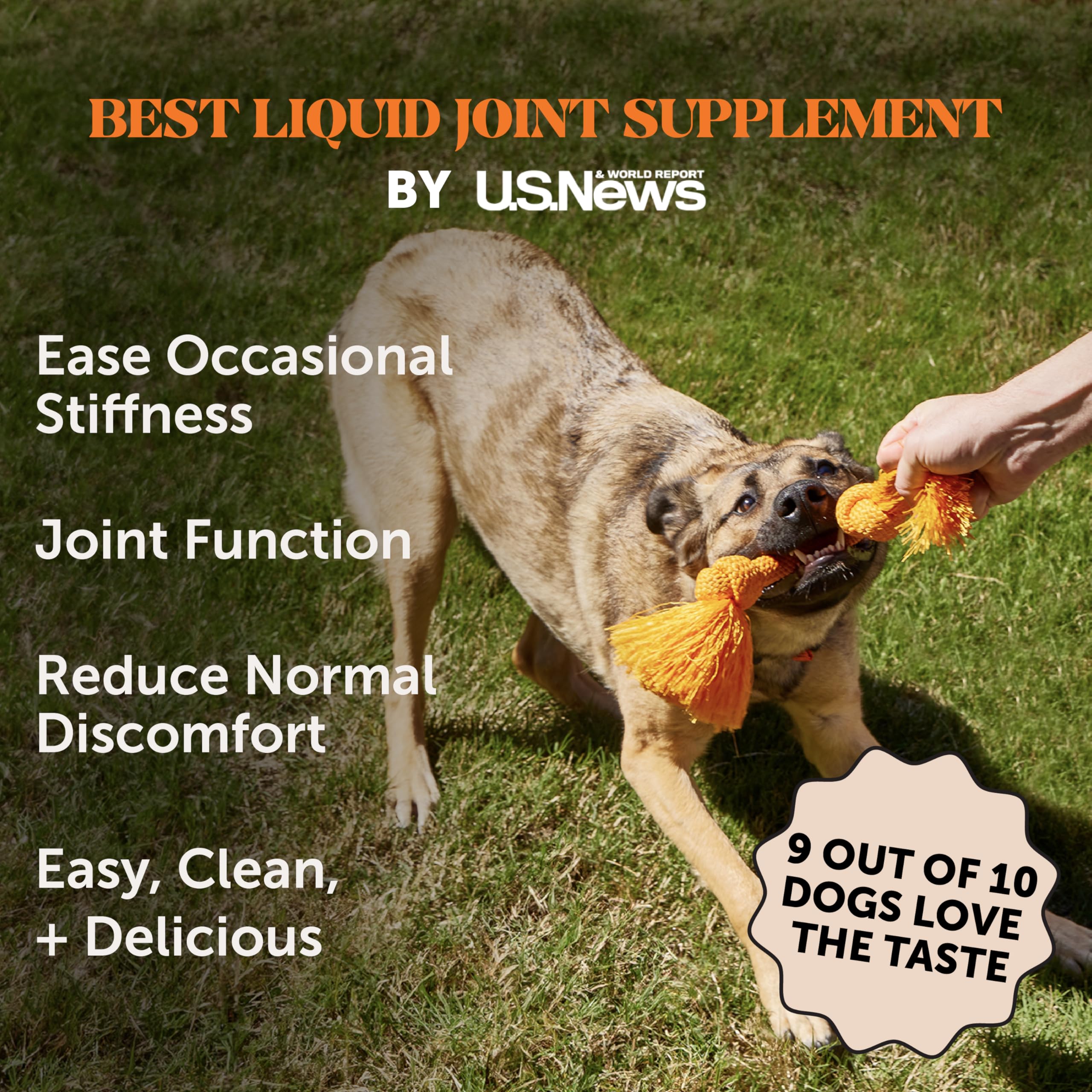 Pet Honesty glucosamine-chondroitin bone broth packet for joint care