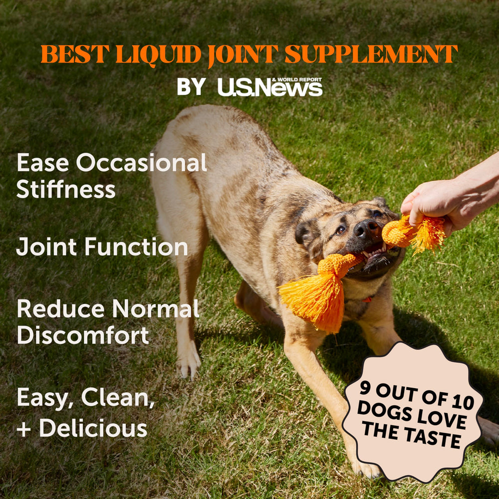 Pet Honesty glucosamine-chondroitin bone broth packet for joint care