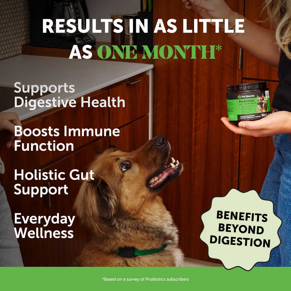 Pet Honesty dog probiotics chews close-up — tasty daily gut health support