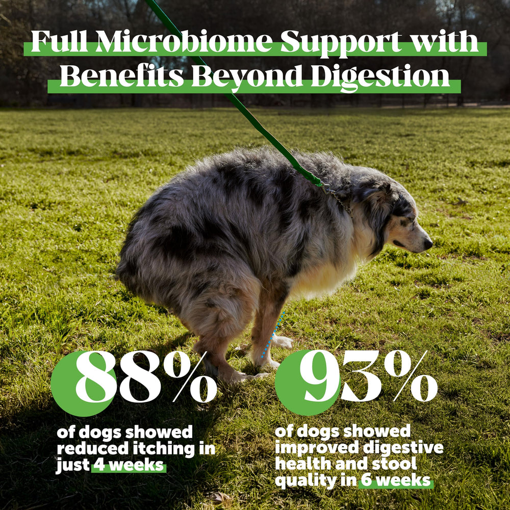 Pet Honesty Max Strength dog chews with digestive enzymes aid nutrient absorption.