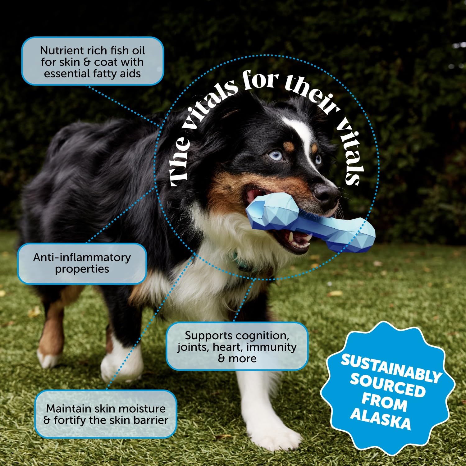 Pet Honesty Omega-3 bottle pour showing easy daily dosing