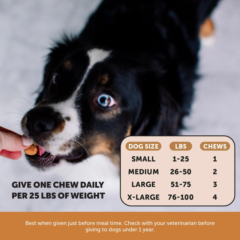 Pet Honesty Outdoor Defense dog outdoors with a clear sky background