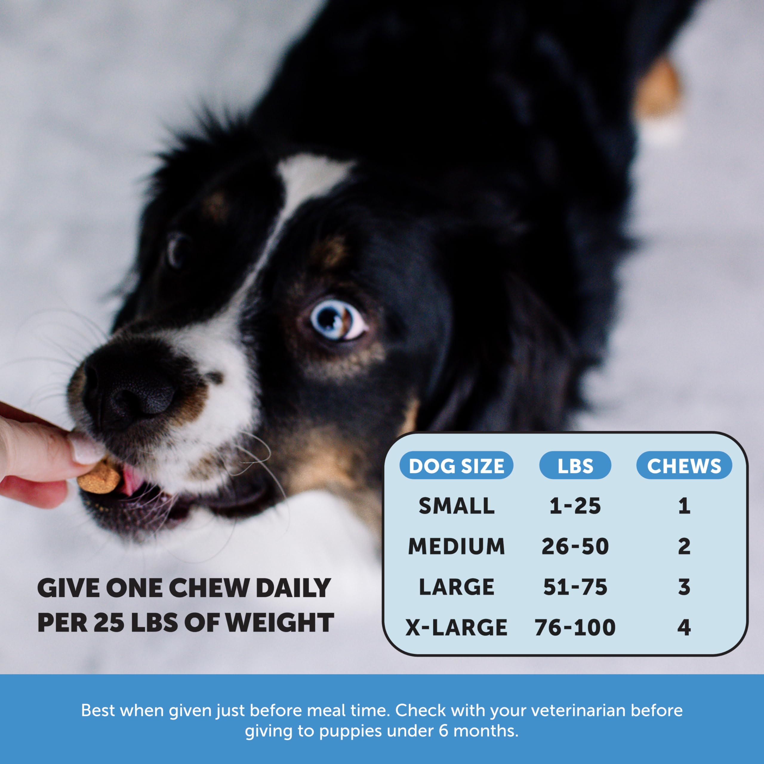 Pet Honesty Skin Health Salmon Chews dog eating; tasty chew that dogs enjoy during treats
