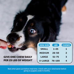 Pet Honesty Skin Health Salmon Chews dog eating; tasty chew that dogs enjoy during treats