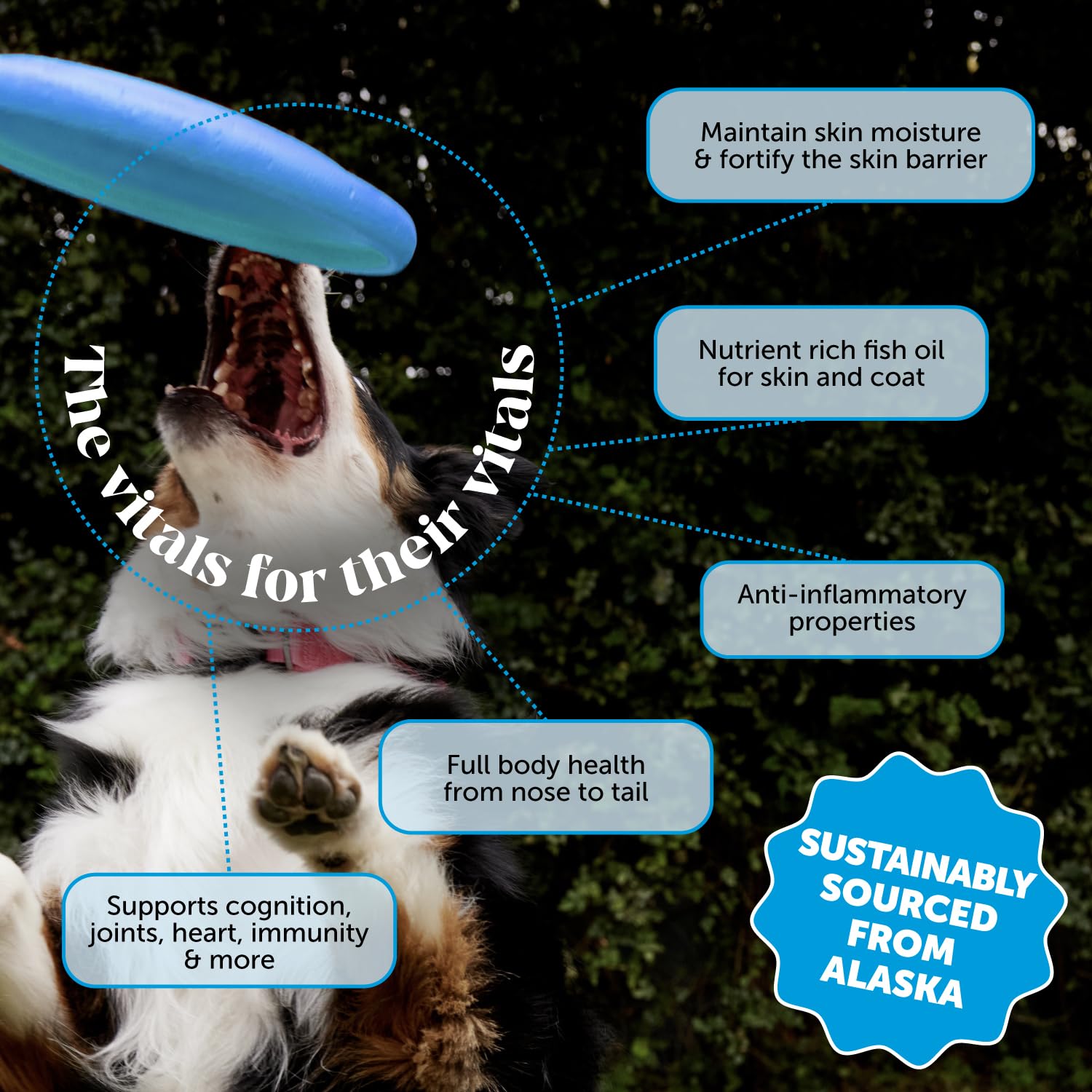Pet Honesty Wild Alaskan Salmon Oil on pet dish promotes flavor and daily supplementation.