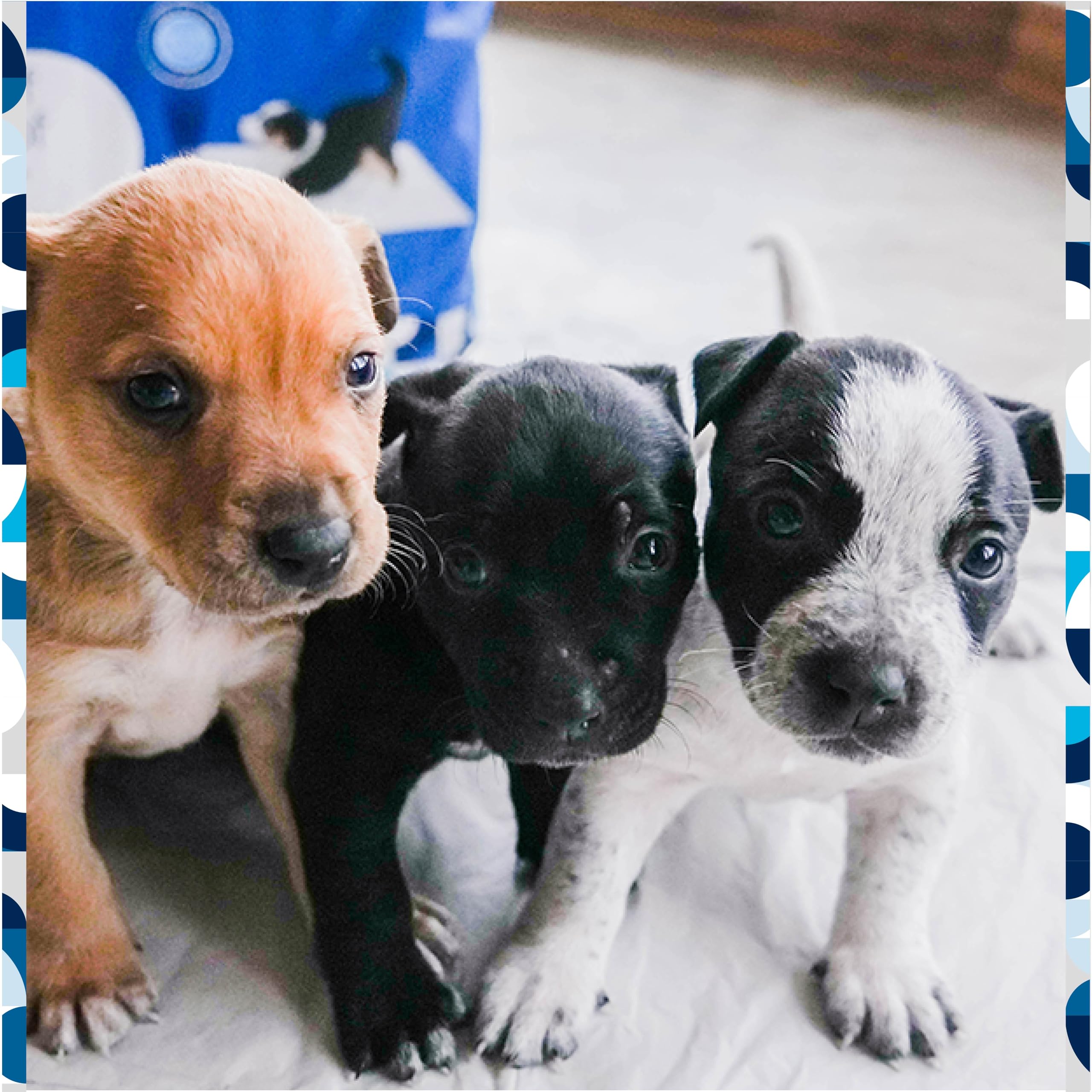 Pet Life Unlimited made in USA for reliable daily potty pads.