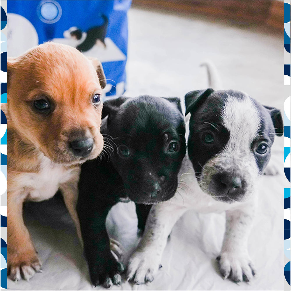Pet Life Unlimited made in USA for reliable daily potty pads.