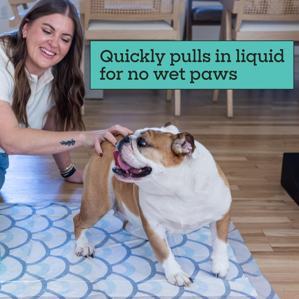 Smart Prints XXL 30x36 pad covers large dog needs