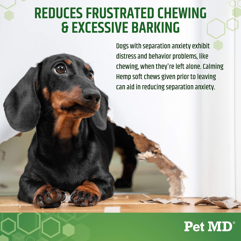 Pet MD Calming Chews dog during separation, offering a calmer arrival.