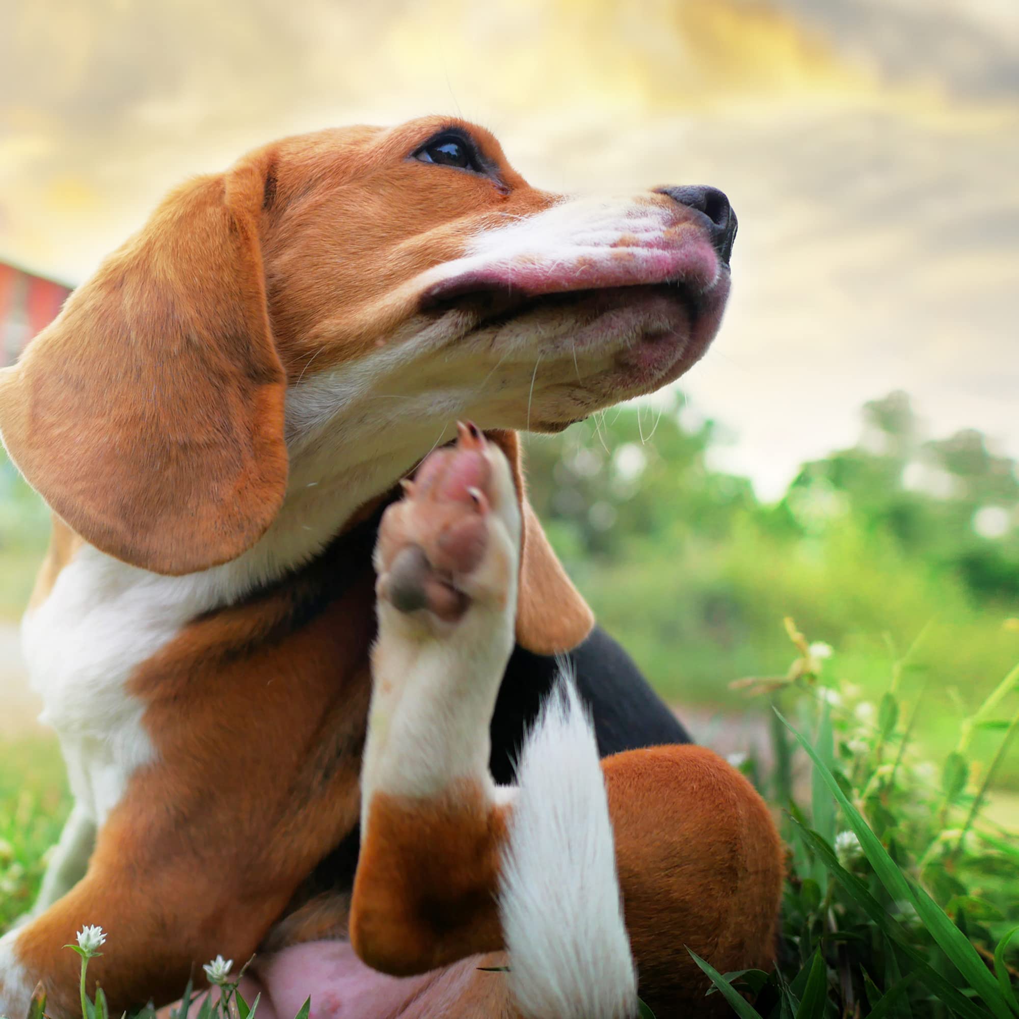 Pet MD topical wipes for canine and feline face cleaning and skin care.