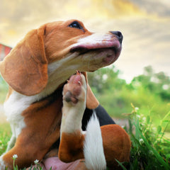 Pet MD topical wipes for canine and feline face cleaning and skin care.