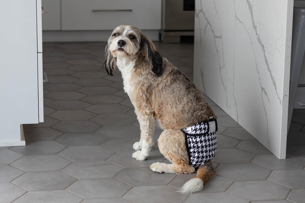 Adjustable fit for male and female dogs with flexible design.