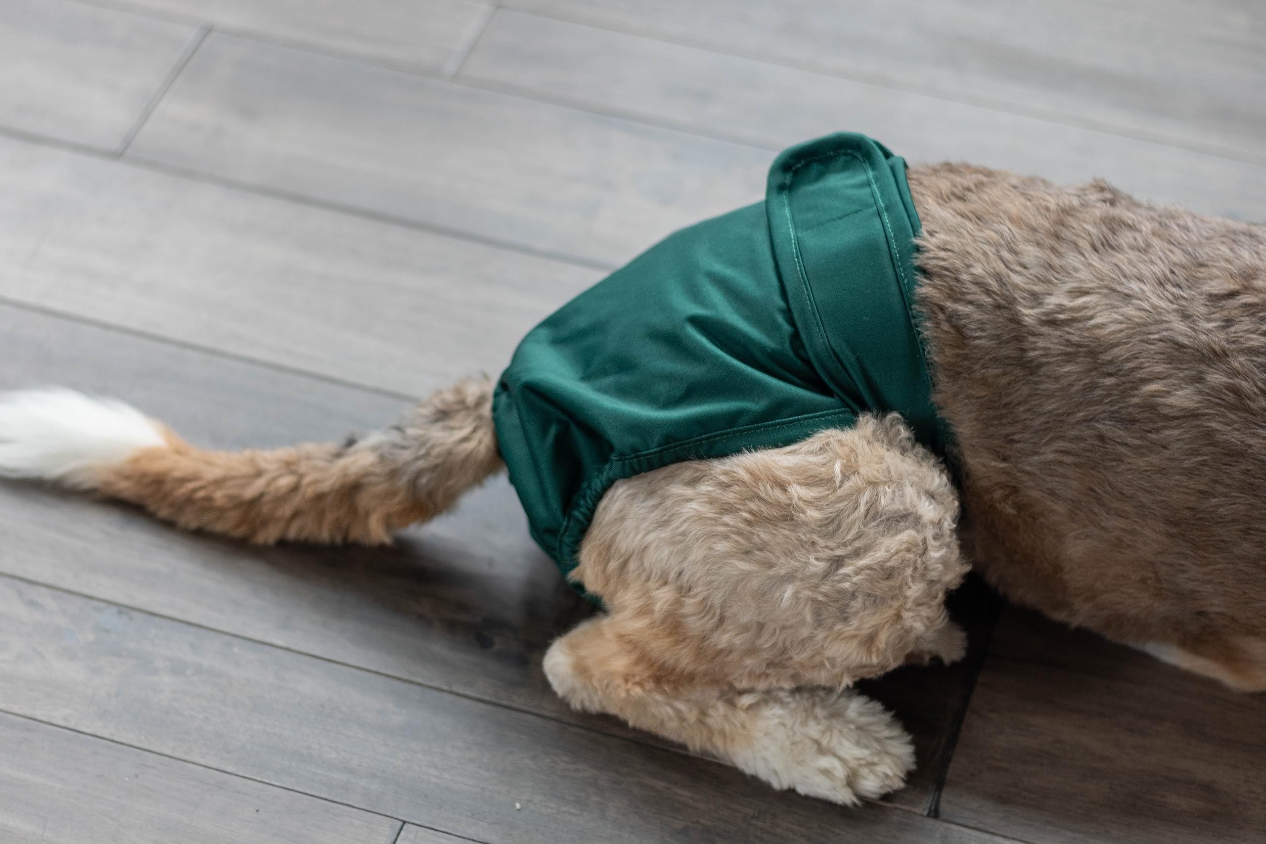 Pet Parents Dog Diapers on a dog during playtime