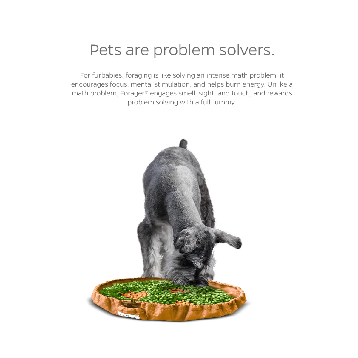 Pet Parents Forager Bowl meal-time setup in a calm space