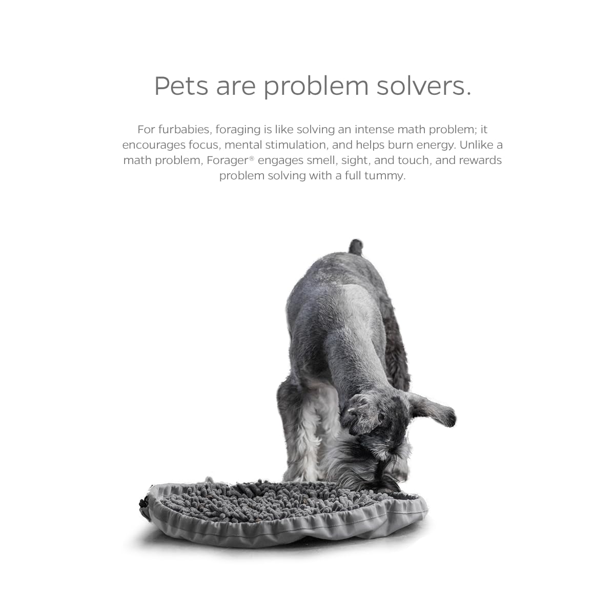 Pet Parents Forager Bowls forest grey color adds modern home appeal