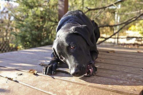 Pet Parents Gnawtlers cruelty-free elk antler, natural chew alternative.