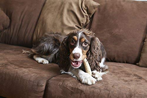Dog enjoying Gnawtlers elk antler chew during playtime.