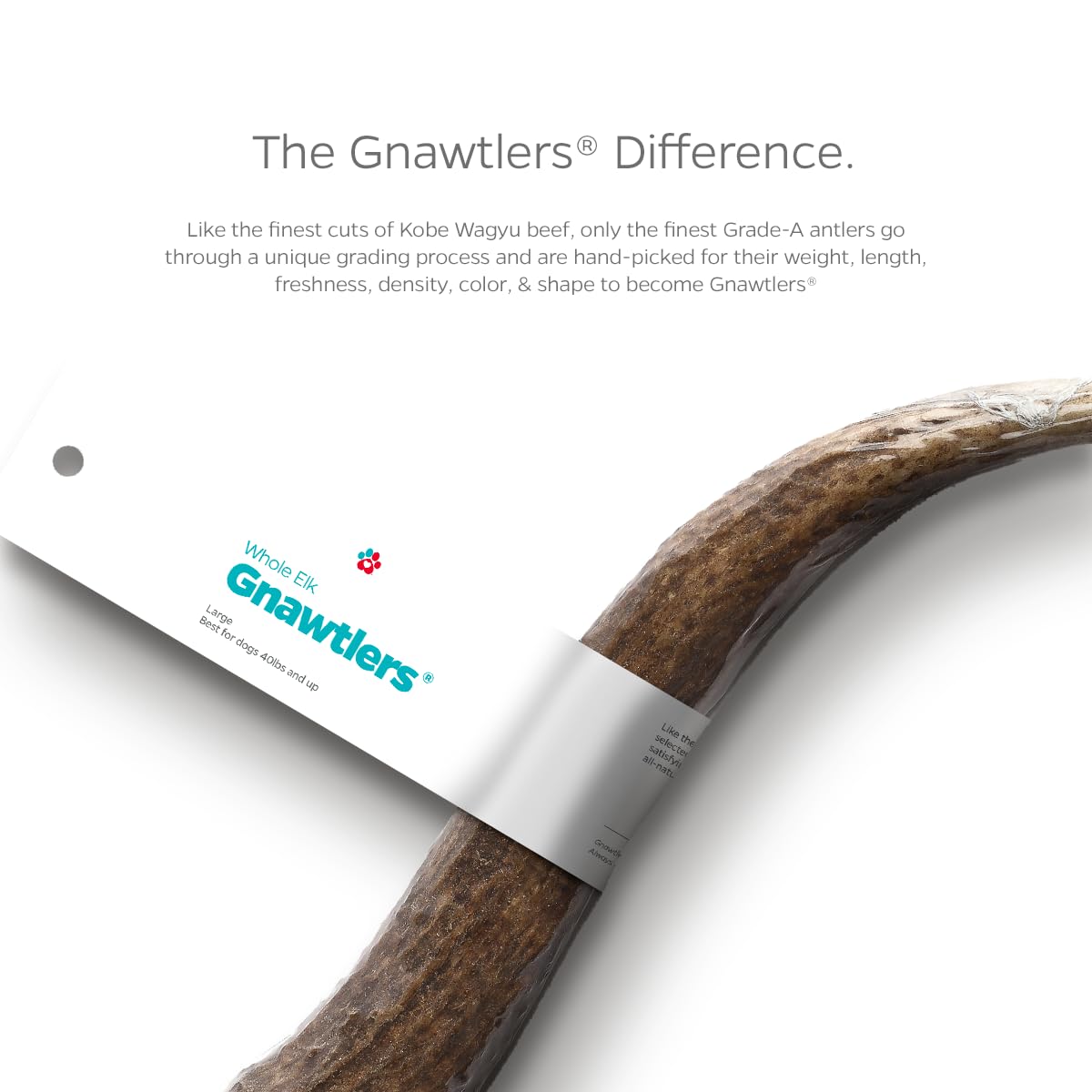 Pet Parents Gnawtlers six-to-seven-inch elk antler, ideal for strong chewers.