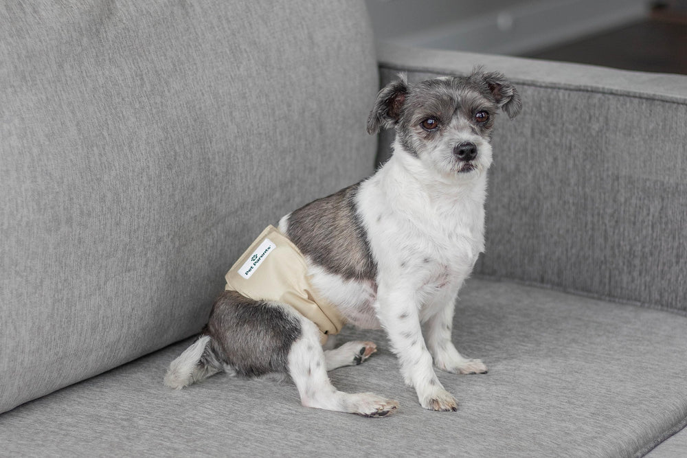 Pet Parents small dog diaper set keeps pups comfy and tidy.