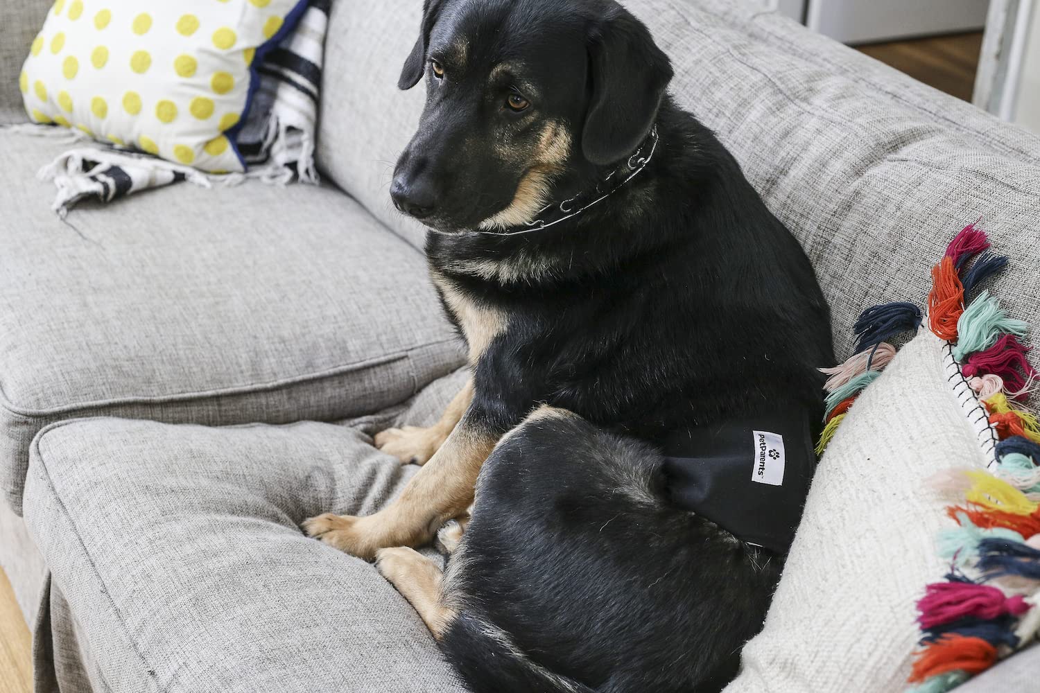 Pet Parents reusable dog diapers save money and reduce waste.