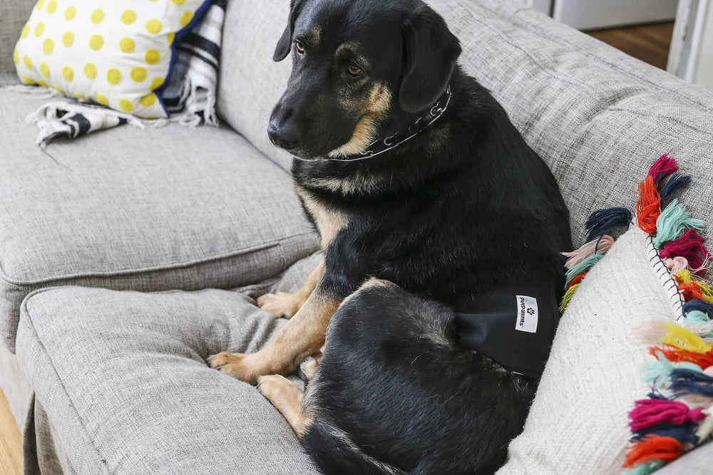 Pet Parents reusable dog diapers save money and reduce waste.