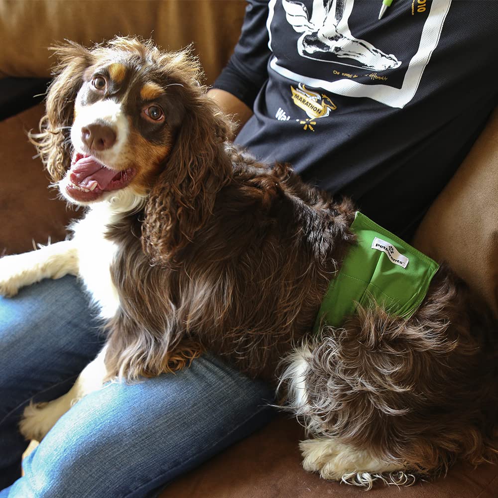 Pet Parents small dog wearing belly band during outing