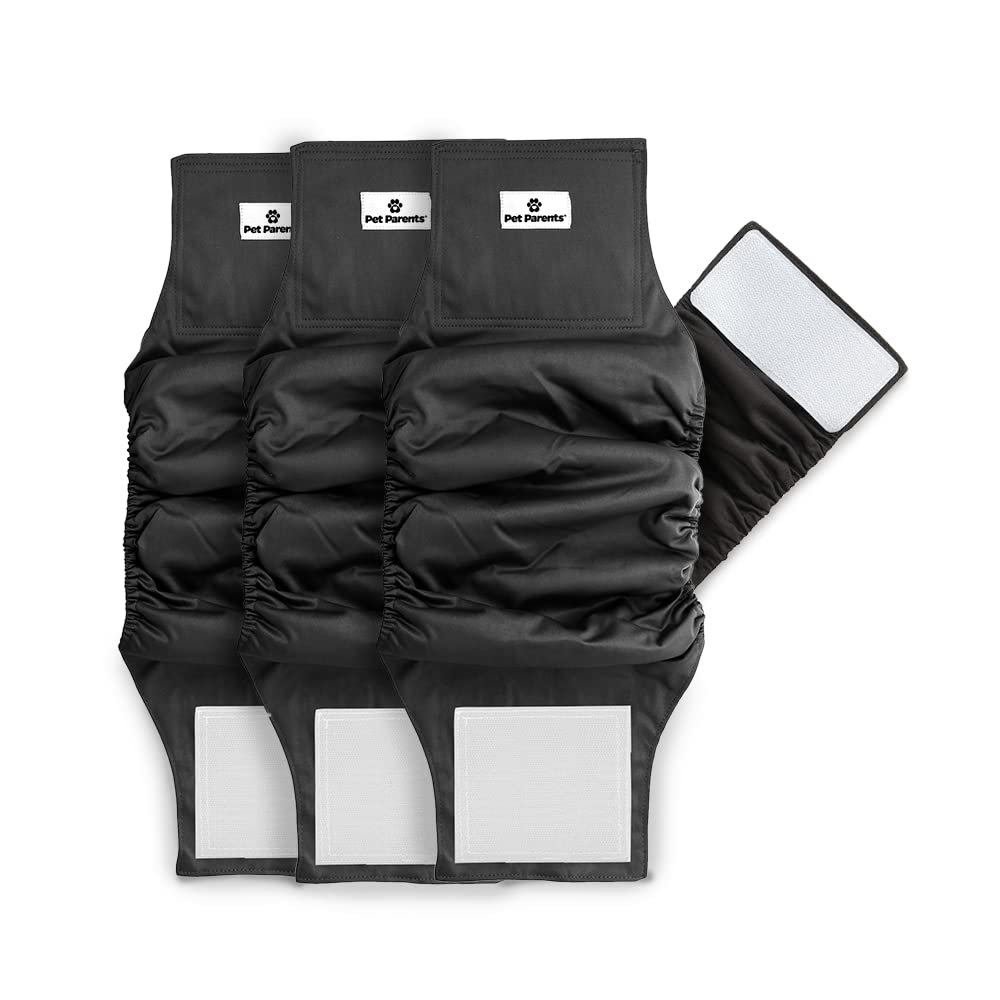 Pet Parents washable belly band on an XL black dog, secure and comfortable.