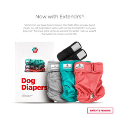 Pet Parents washable diapers on a pup demonstrating comfortable fit for playtime.