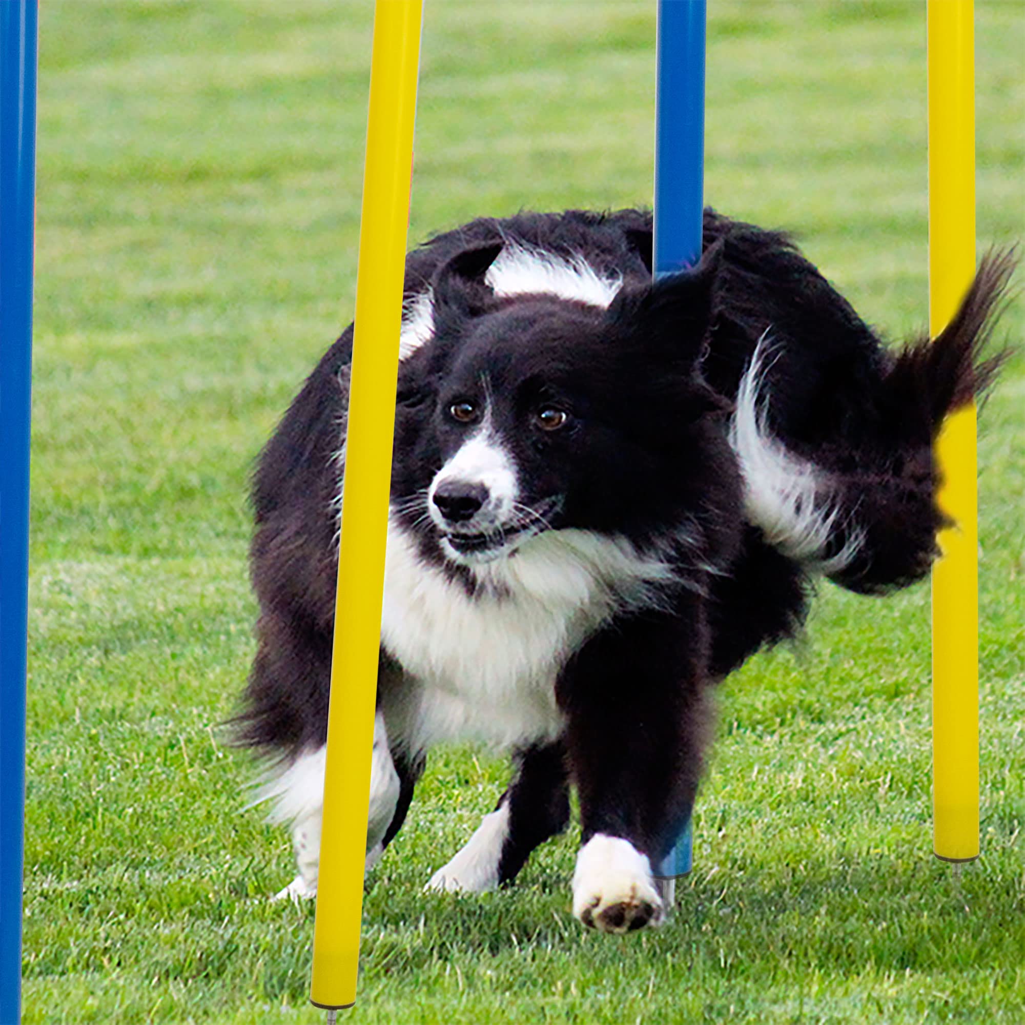 Pet Prime slalom training course supports gentle cardio and coordination training.