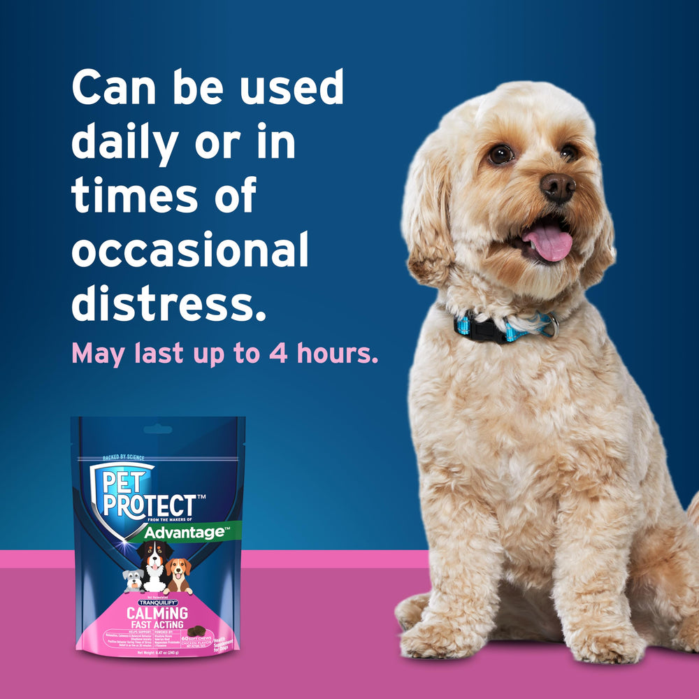 Pet Protect dog relaxing at home after a grooming session