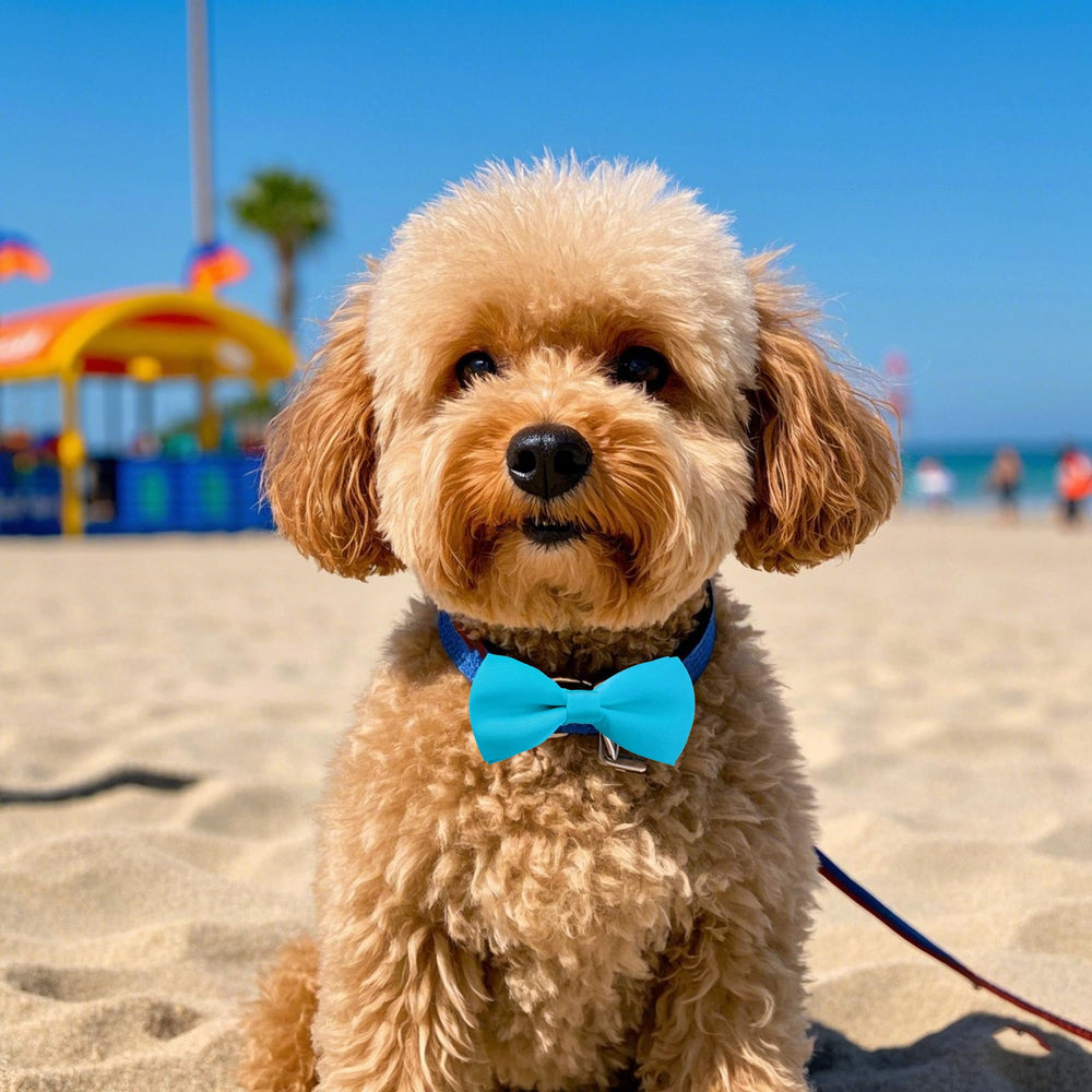 PET SHOW slips easily onto collars compatible with 1.5-3 cm widths