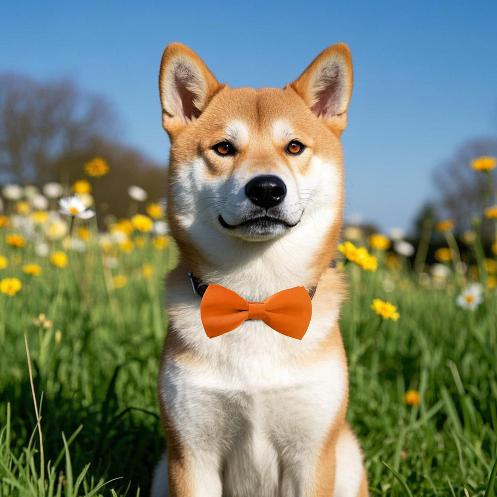PET SHOW vivid colors help pets stand out at events