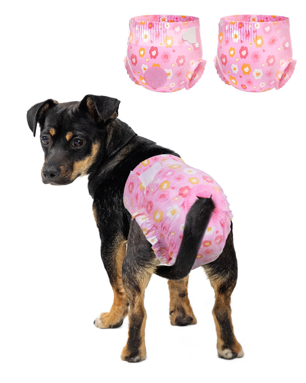 Pet Soft dog diapers with pink flowers provide leak protection for female dogs.