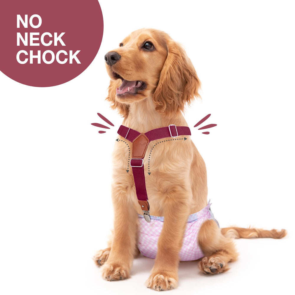 Pet Soft dog suspenders adjustable webbing shown for comfortable wear.