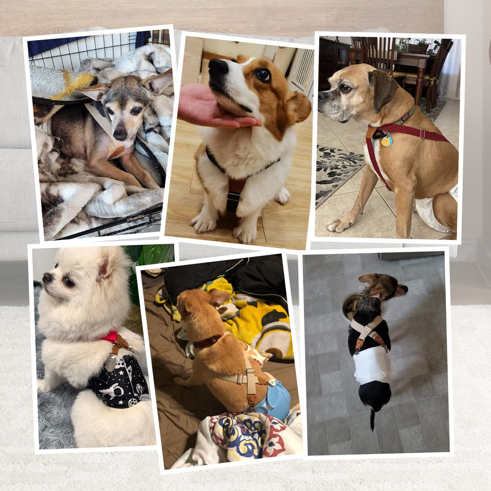 Pet Soft dog suspenders shown easy-wear design for convenient daily use.
