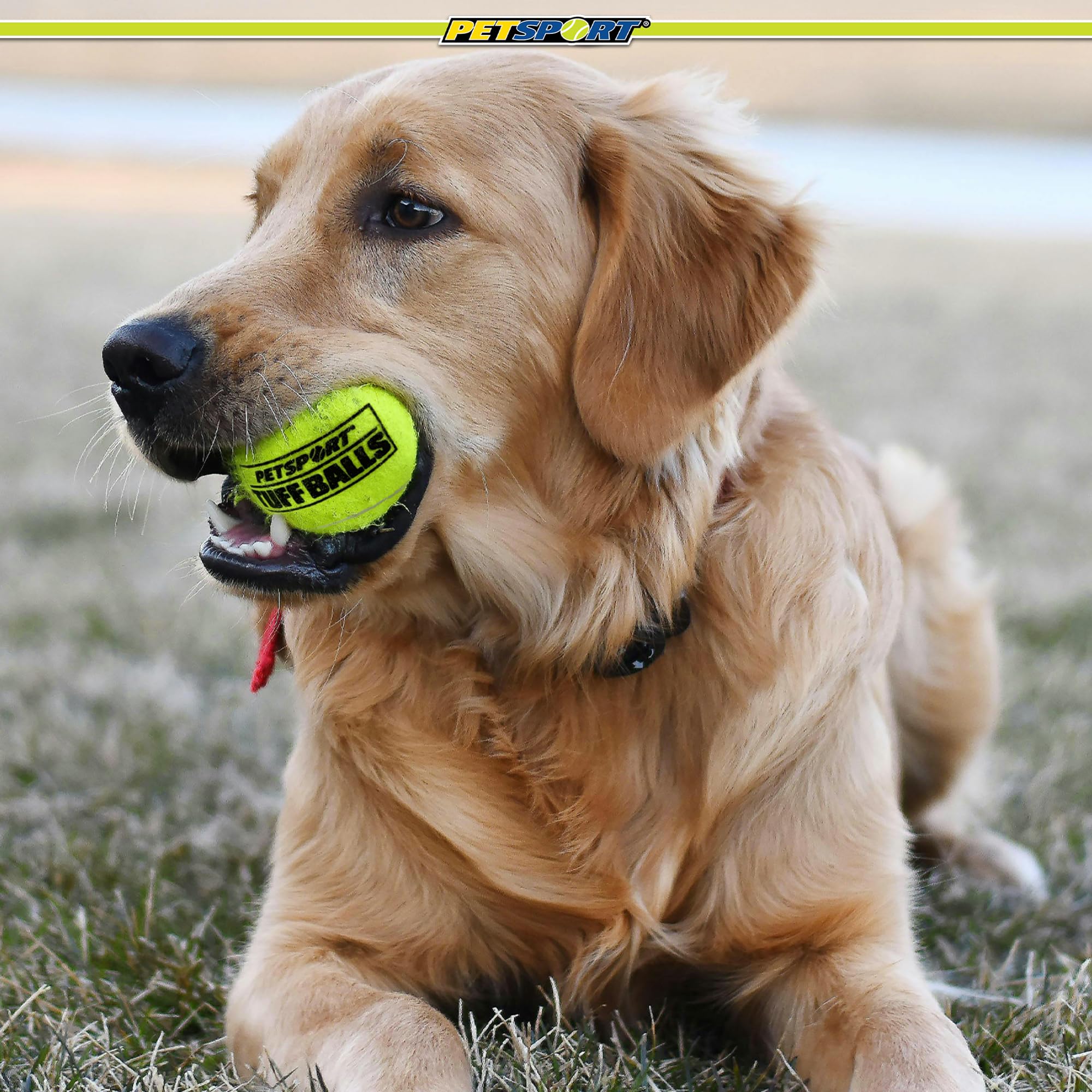 PetSport Yellow Tuff Ball packaging highlights six-pack value.