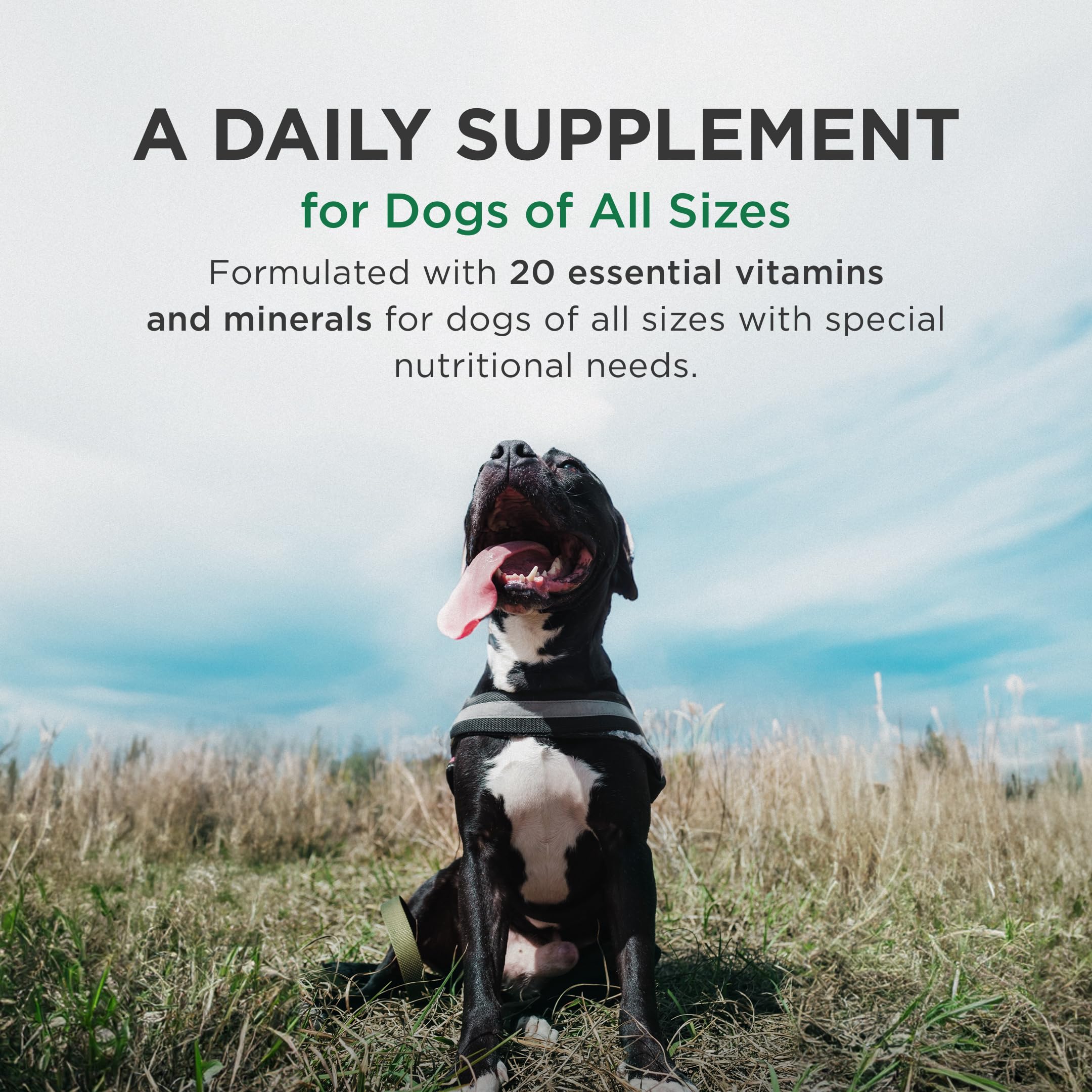 Pet-Tabs Plus dog taking chew before meals as a treat.