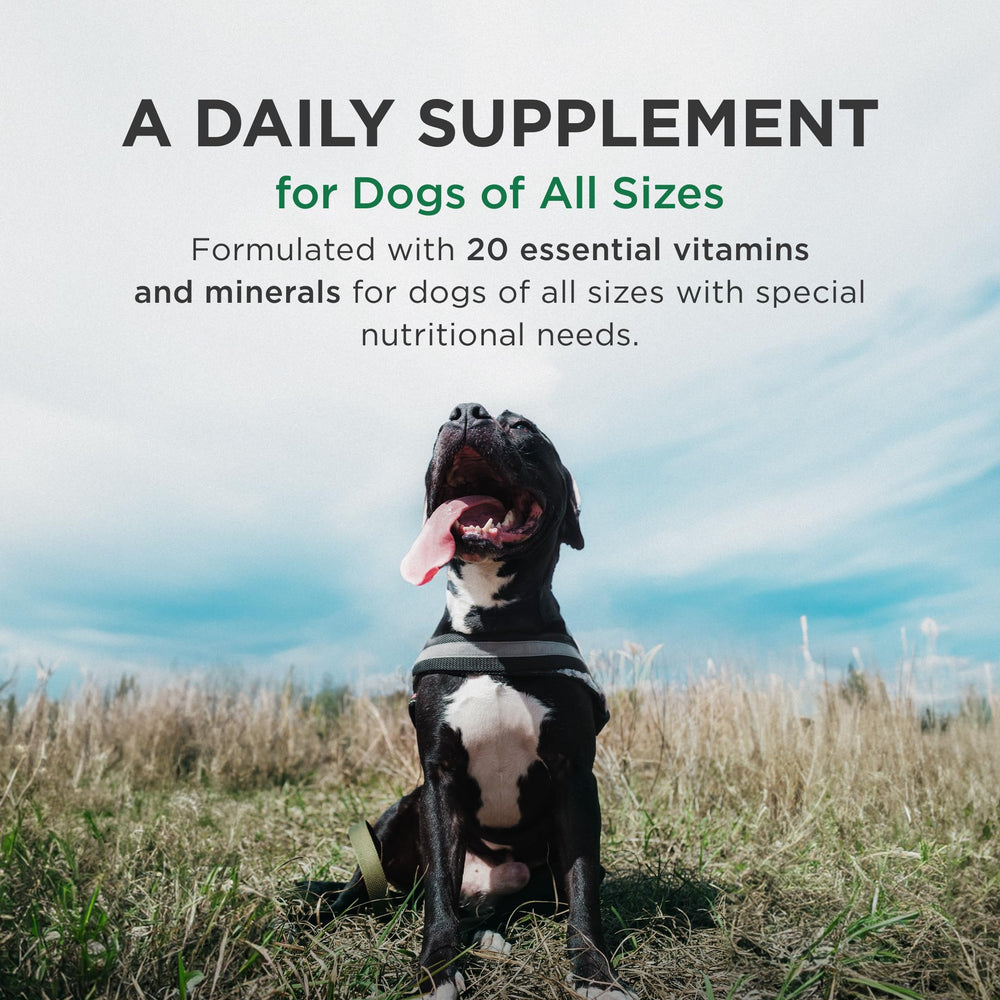 Pet-Tabs Plus chewable tablet on dog bowl before meals.