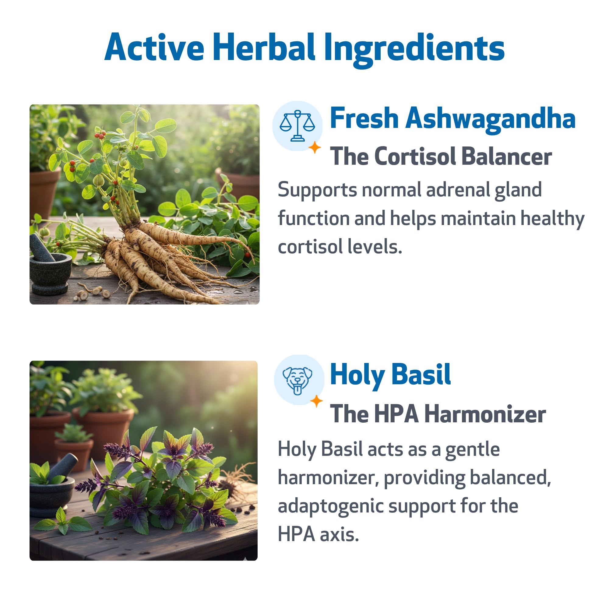 Pet Wellbeing Adrenal Harmony Gold label highlighting herbal ingredients for vitality and balance.